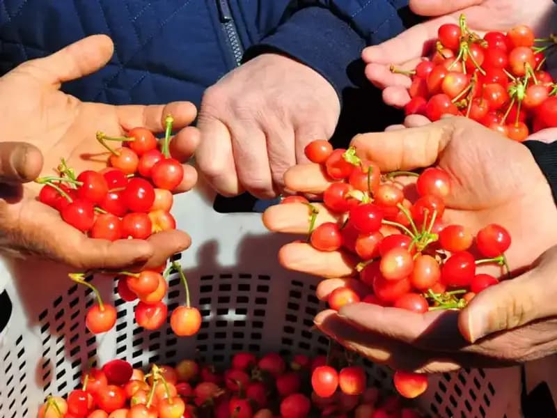 İlk Hasat Sevinci: Kilosu 3 Bin 500 TL'ye Satıldı