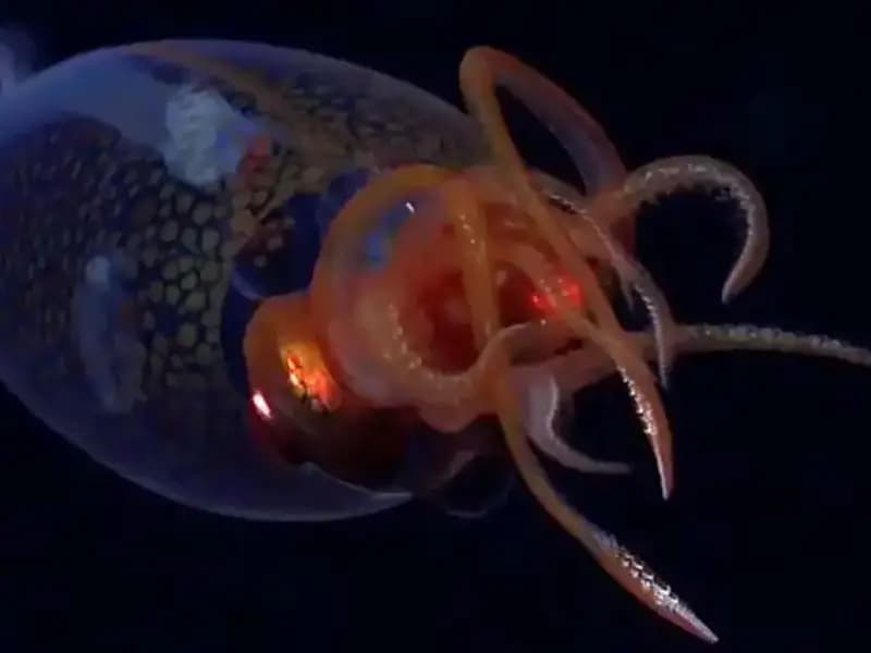 Derin Denizlerin Gizemi: Dev Kalamar İlk Kez Canlı Görüntülendi!