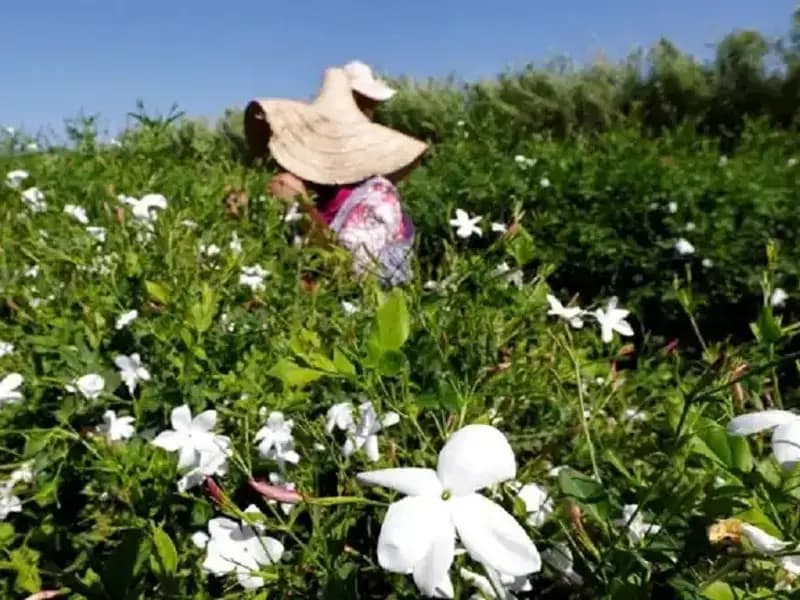 Küresel Isınma, Yaseminleri Tehdit Ediyor: Doğa Dostu Çözüm Arayışları