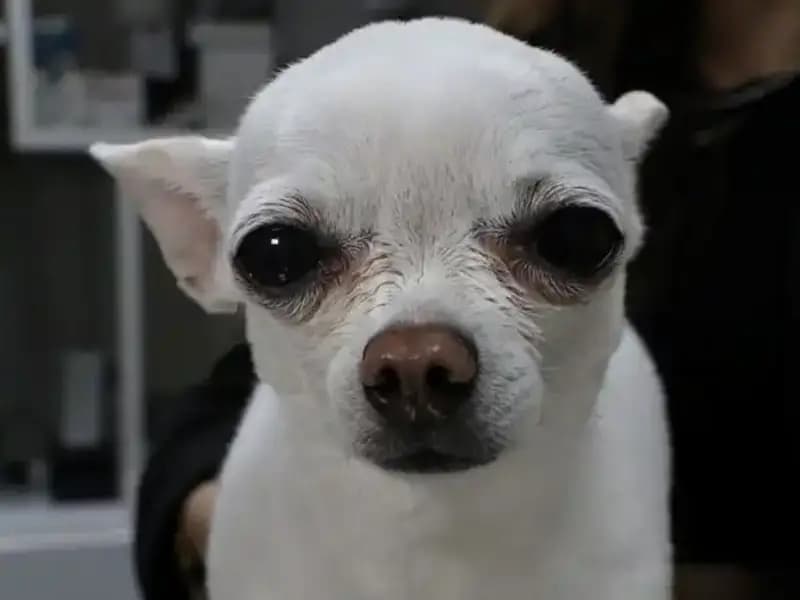 Gece Horlayan Mini: Uyku Hijyeninin Cehennemi ile Tanışın