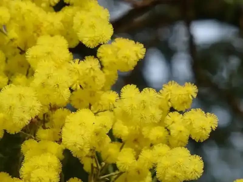Mimoza Çiçeğinin Gizemi: Anlamı ve Derin Hikayesi