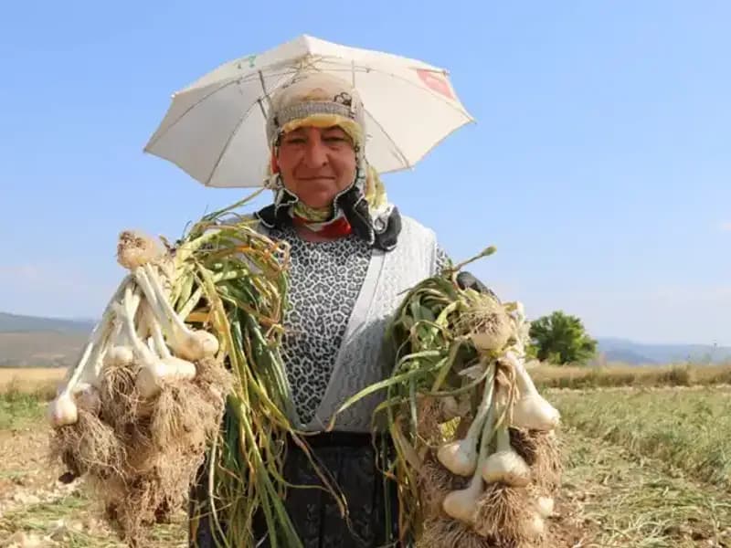 Kavurucu Sıcaklarda Zorlu Mesai: Günde Bin 200 TL Kazananlar