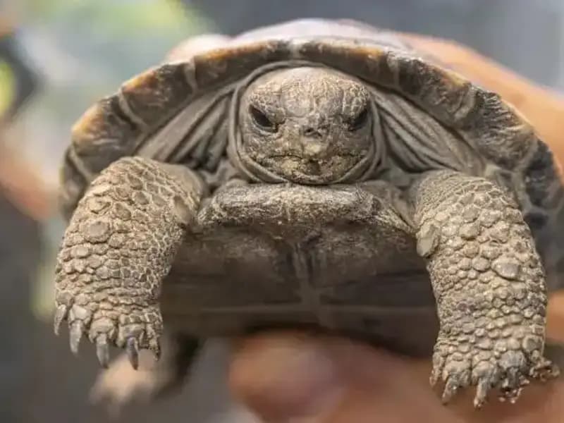 100 Yıllık Kaplumbağalar İlk Kez Ebeveyn Olmanın Coşkusunu Yaşıyor