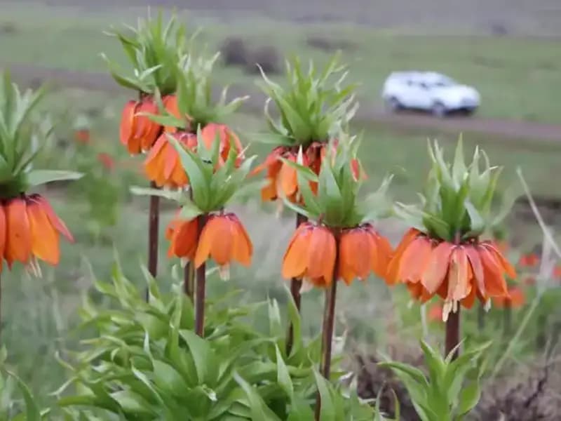 Koruma Altındaki Ters Laleler İlkbahar'da Çiçek Açtı: Doğanın Güzelliği Yeniden Canlanıyor