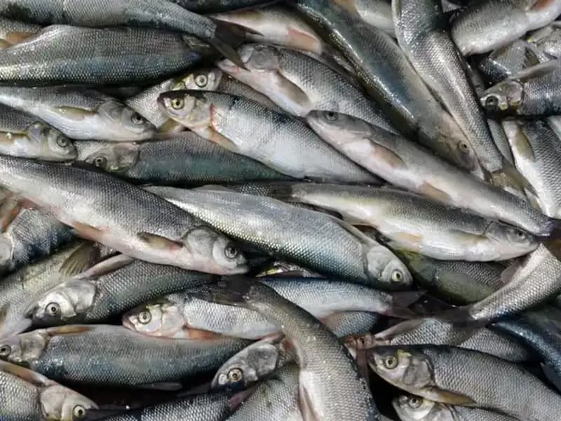 Van Gölü'nde İnci Kefali Avı Yasağı Resmi Olarak Başladı!