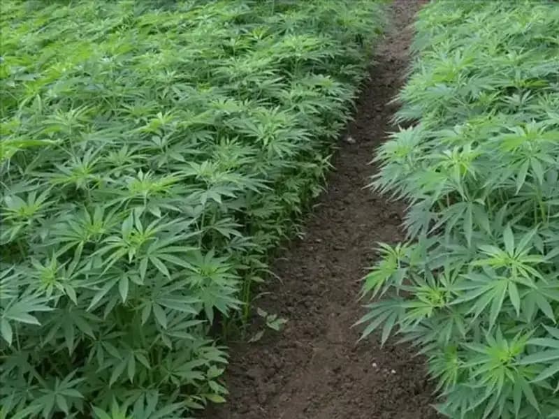 Kenevir Yetiştiriciliğinde Tarihi Adım: 21 İlde Üretim Onayı Verildi