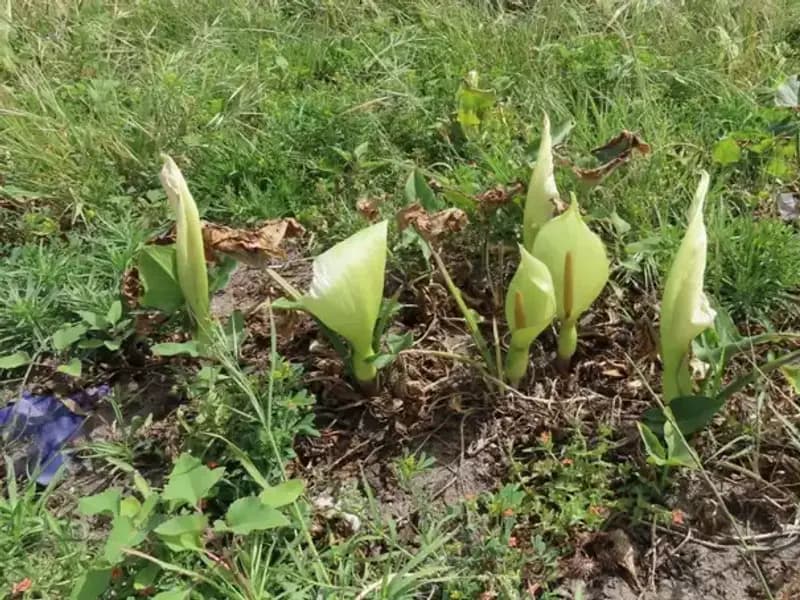 Türkiye'nin Yerli Hazinesi: Tirşik Türlerinin Geleceği Tehlikede!