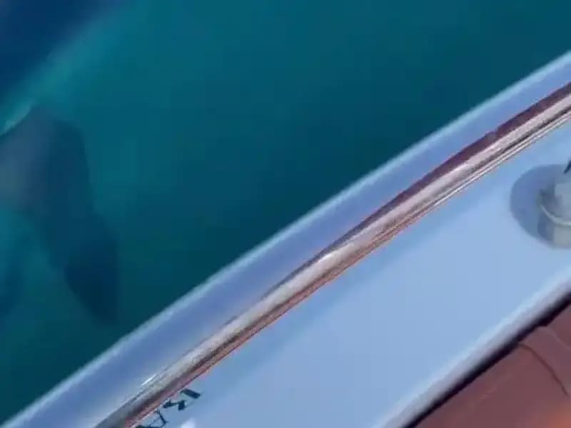 Yavru Köpek Balığının Tekneye Saldırısı: Akdeniz'de Görülen Şaşırtıcı Anlar