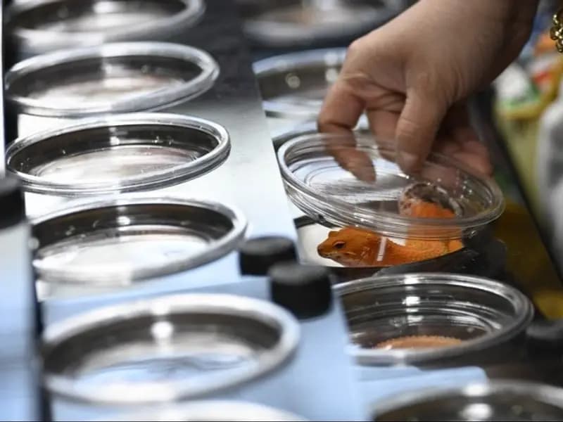 Pekin'de Egzotik Evcil Hayvan Fuarı Büyük İlgi Gördü