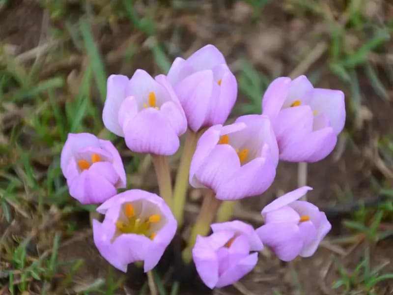Biyolojik Kaçakçılara Rekor Ceza