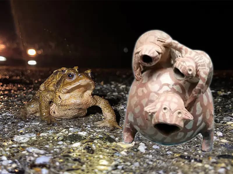 Domaniç'te 5 Bin Yıllık Kurbağa Göçü Başladı