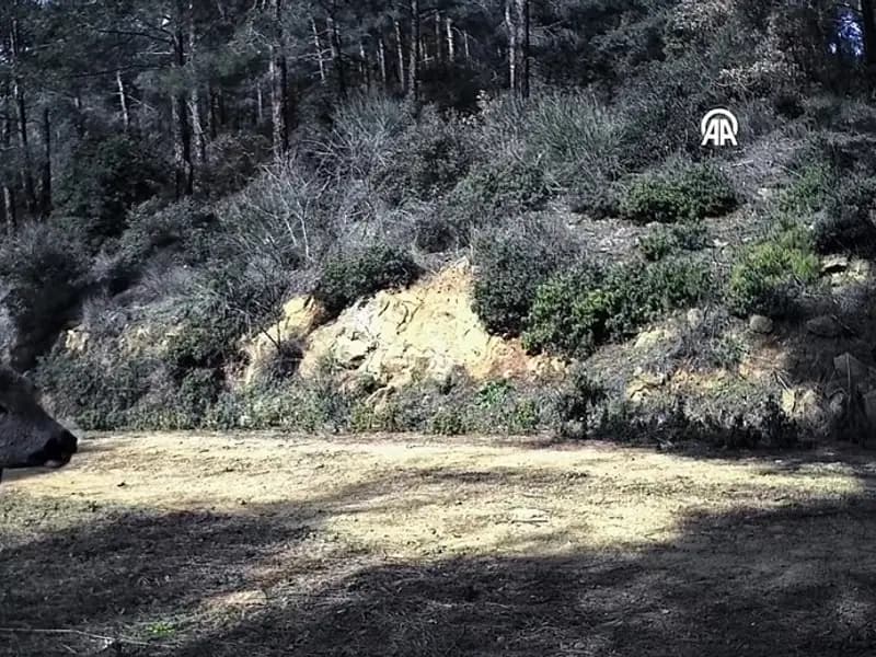 Tekirdağ'da Üç Karaca, Fotokapanla Görüntülendi