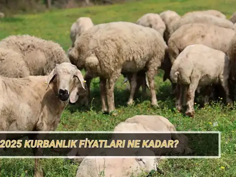 2025 Yılında Kurbanlık Fiyatlarında Neler Olacak?