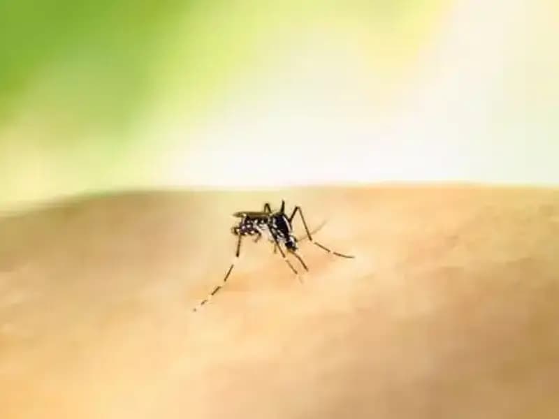 Kolombiya’da Sarıhumma Tehlikesi: Cumhurbaşkanı Petro Aşı Olun Çağrısı Yaptı