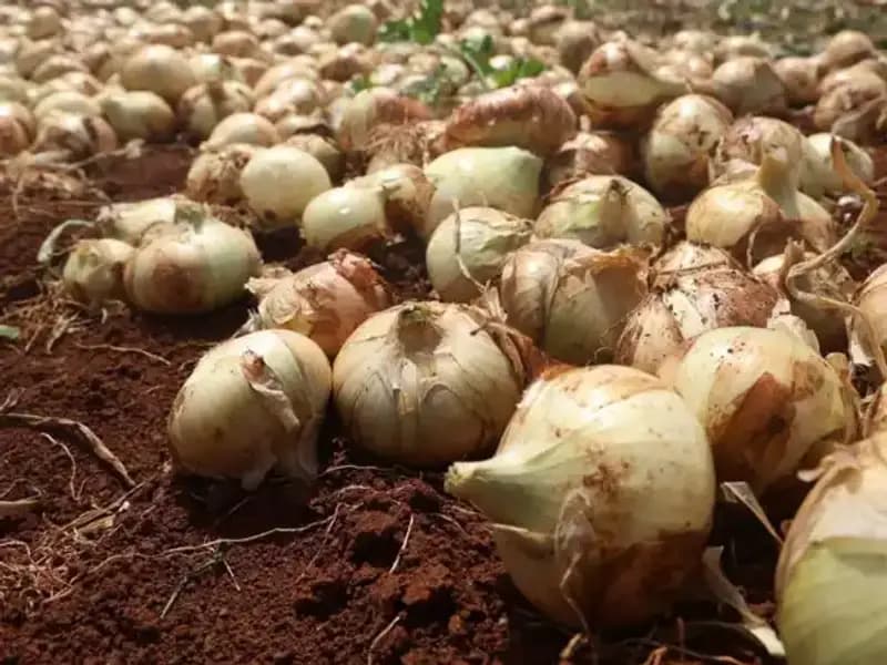 Hatay'da Soğan Hasadı Başladı: Rekolte Çiftçinin Yüzünü Güldürdü