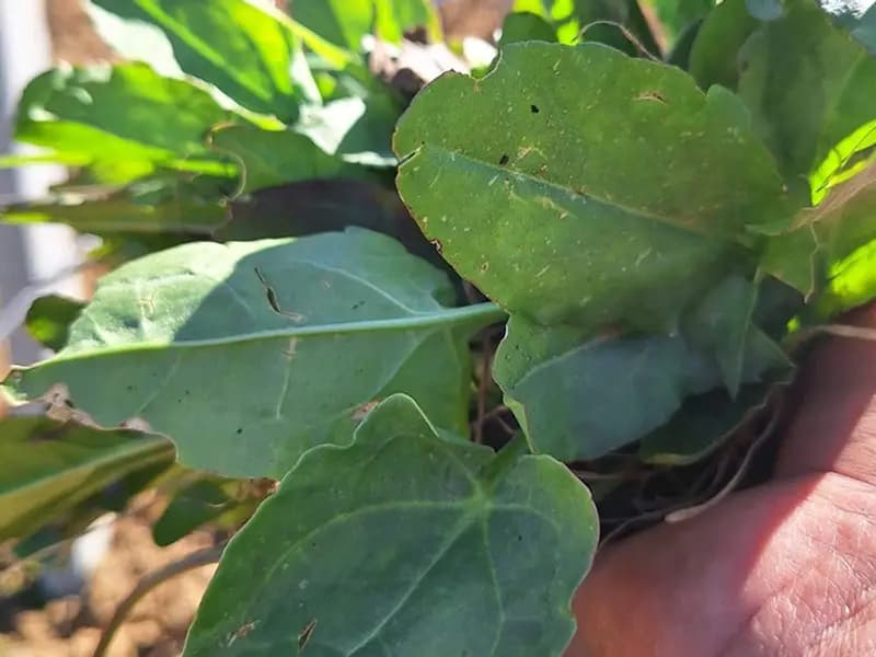 Manisa'da Baharın Gelmesiyle Ekşi Kulak Yaban Otları Toplanıyor