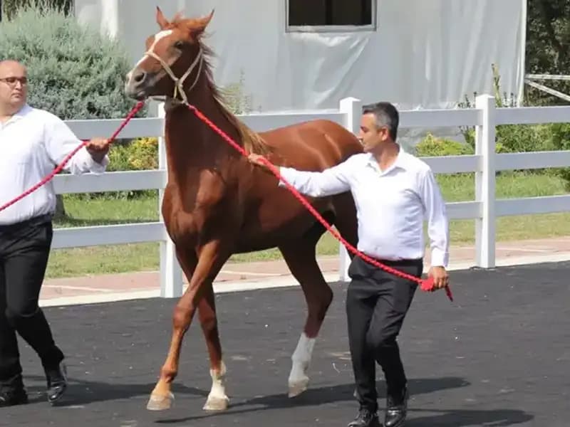 Taşkın Kral Rekorlarıyla Gündemi Sarsıyor: Kimdir Bu Gizemli İsim?