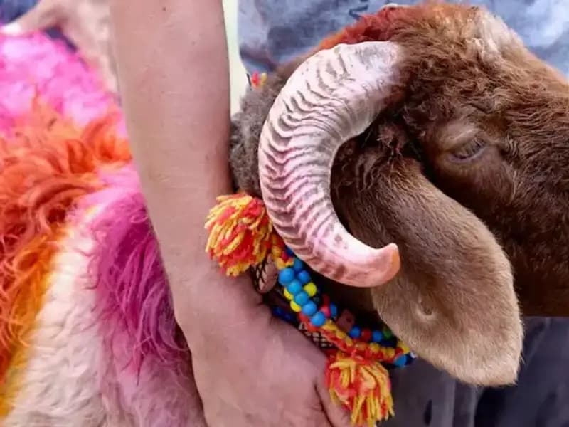 Bayram Sevinci: Kurban Bayramı Ne Zaman Kutlanacak?