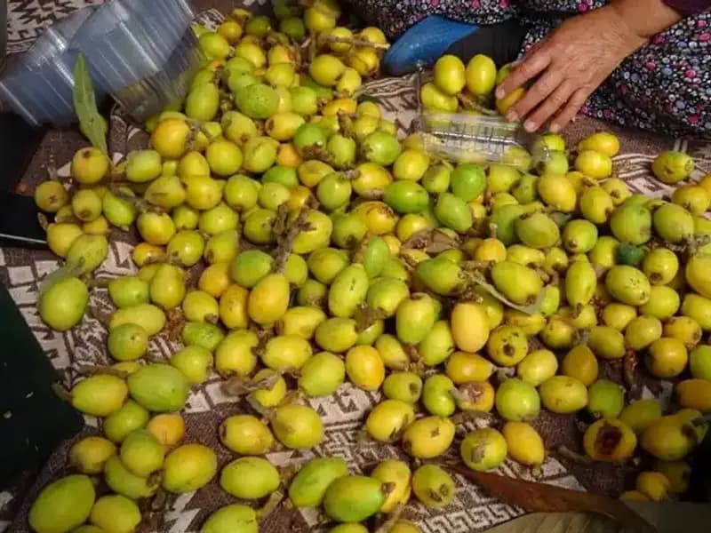 Muşmula Hasadı Başladı: Kilogramı 150 TL’den Satışa Sunuluyor