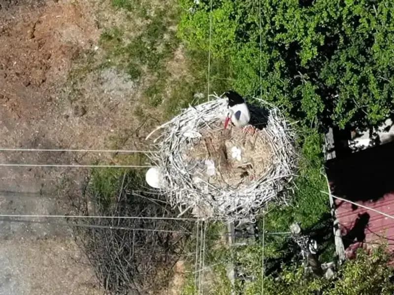 Baharın Müjdecisi Kuş, 22 Yıl Aradan Sonra Yuvaya Döndü