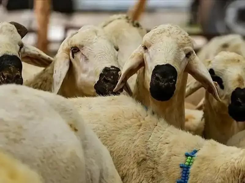 Kurban Bayramı Ne Zaman? 2023 Bayram Tatili Süresi Merak Ediliyor!