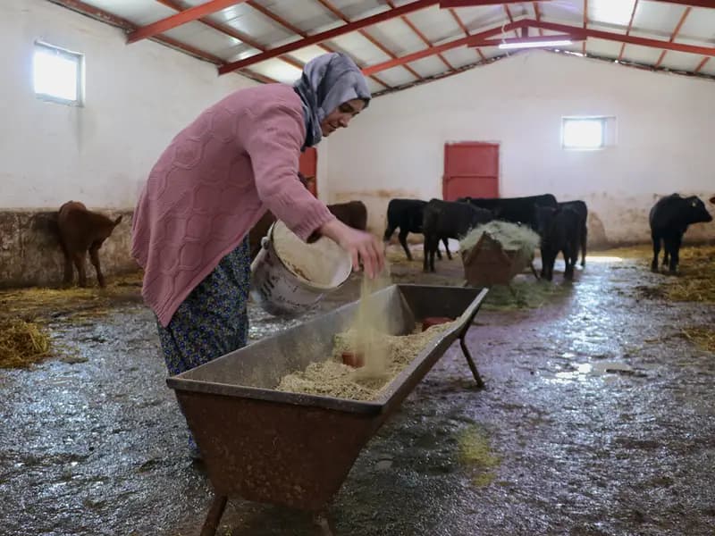 Van'da 5 Çocuk Annesi Kadın, Besicilikte Başarı Hikayesi Yazdı
