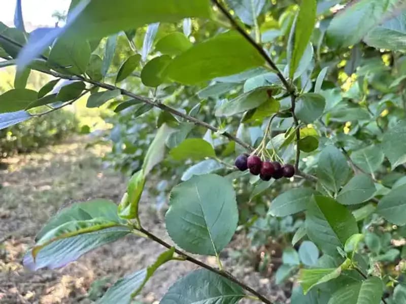 Avustralya’dan Tarıma Dönüş: Emekli Büyükanne “Süper Meyve” Yetiştiriyor