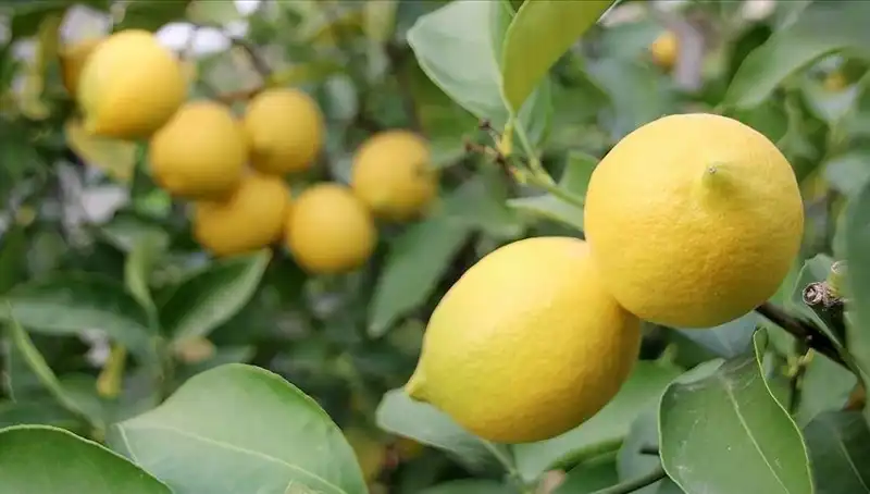 Limonun Fiyatı Rekor Kırdı: Adedi 24 Lira Oldu!