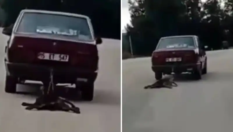 Otomobilin Arkasında Sürüklenen Köpek: Hayvanseverleri Şoke Eden Olay