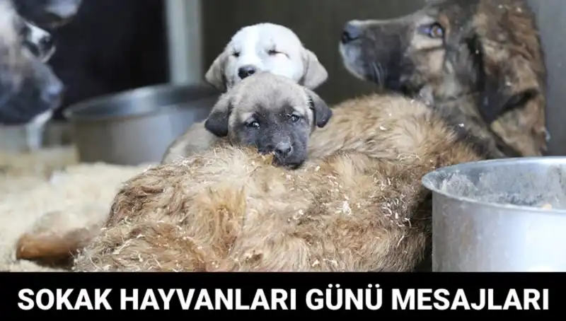 Dünya Sokak Hayvanları Günü: Farkındalık Sağlamak için Herkesin Katkısı Gerek