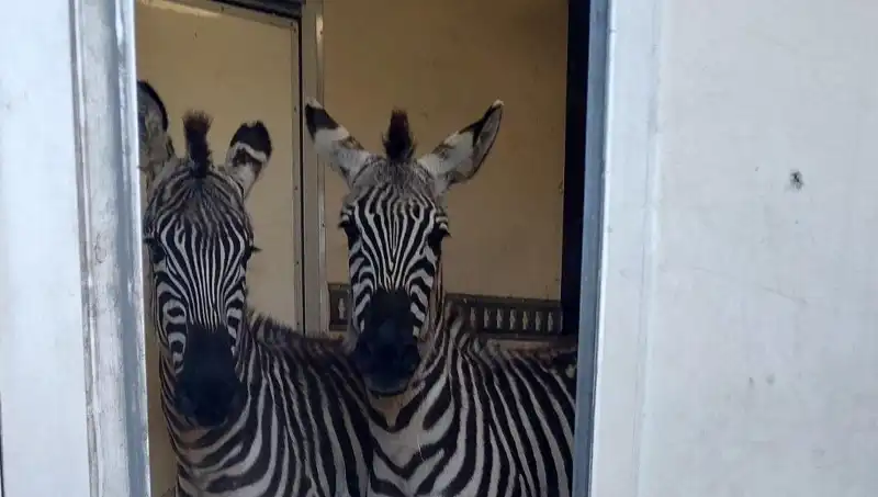 Sınır Kontrolünde Şok Edici Buluntu: Minibüsten Çıkan Zebra ve Maymunlar!