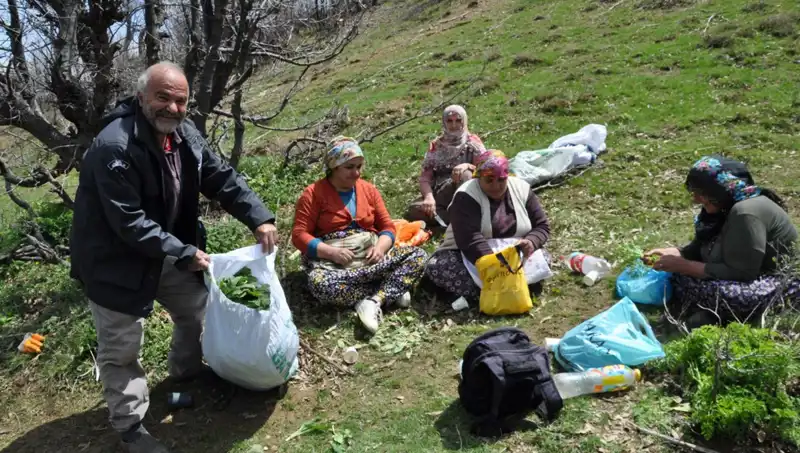 Ailelerin Geçim Kaynağı: Yürüyerek Topladıkları Mantardan Yüzde 250 Kazanıyorlar