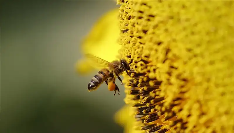 Arı Ölümlerinin Sırrı Çözüldü: Kır Çiçeklerinde Zehir Birikiyor!