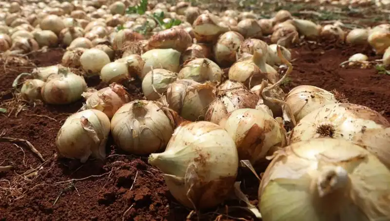 Hatay'da Soğan Hasadı Başladı: Rekolte Çiftçinin Yüzünü Güldürdü