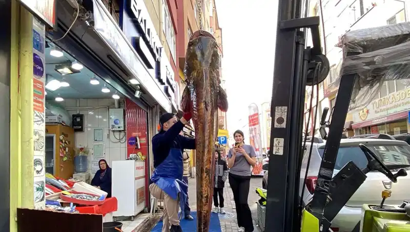 Meriç Nehri’nden Yakaladığı Dev Balık, 3 Metre ve 450 Lira!