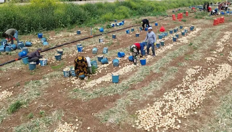 Soğan Hasadı Başladı: Üretim Artışı Fiyatları Düşürdü mü?