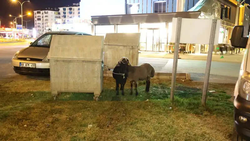 Mor Karaman Koyunları: Terk Edilen Hayvanların Dramı ve Çözüm Arayışları