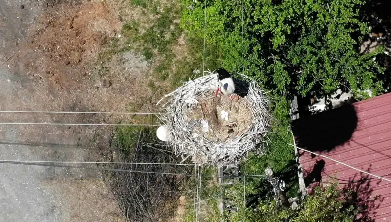Baharın Müjdecisi Kuş, 22 Yıl Aradan Sonra Yuvaya Döndü