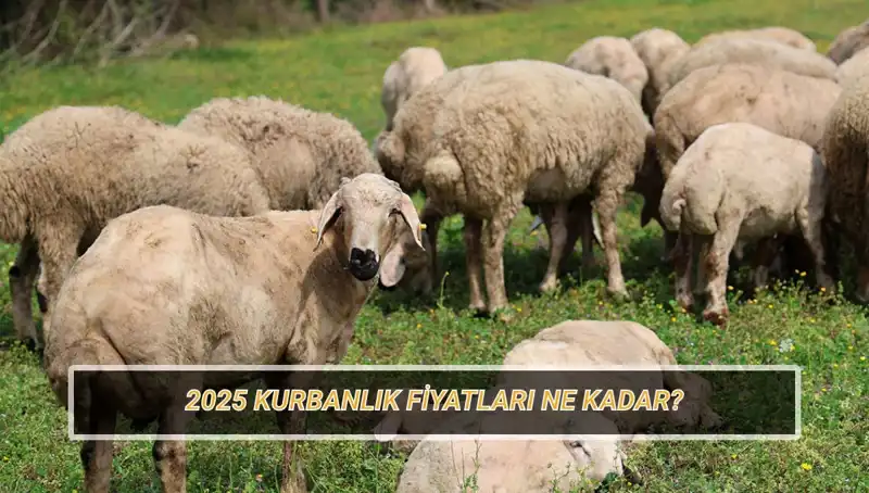 2025 Yılında Kurbanlık Fiyatlarında Neler Olacak?