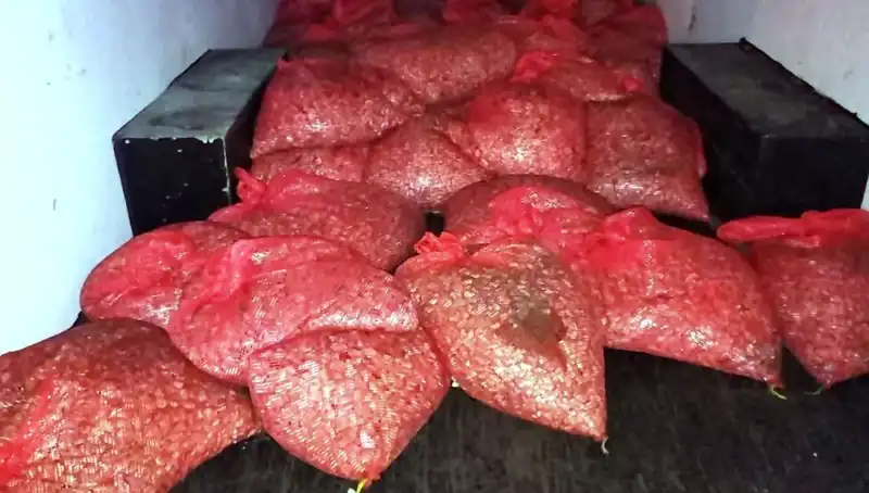 Samsun'da 1,5 Ton Kaçak Midye Operasyonu: İlgili Kurumlar Harekete Geçti