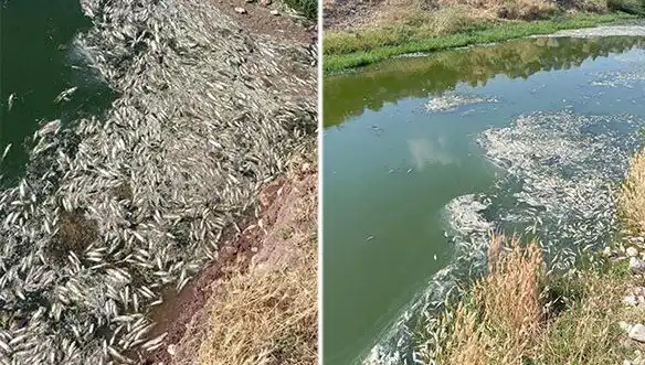 Karasu Çayı’ndaki Balık Ölümleri Neden İnceleniyor?