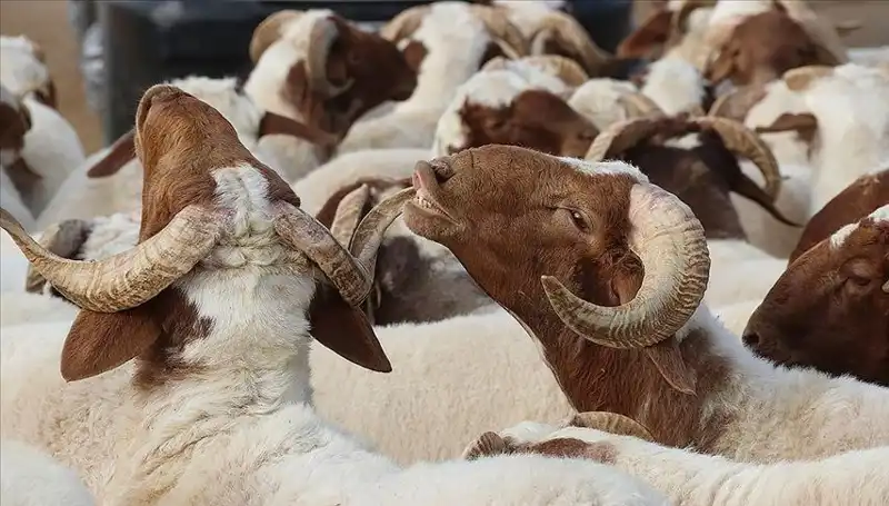 Akika Kurbanı Hakkında Bilinmesi Gereken Her Şey