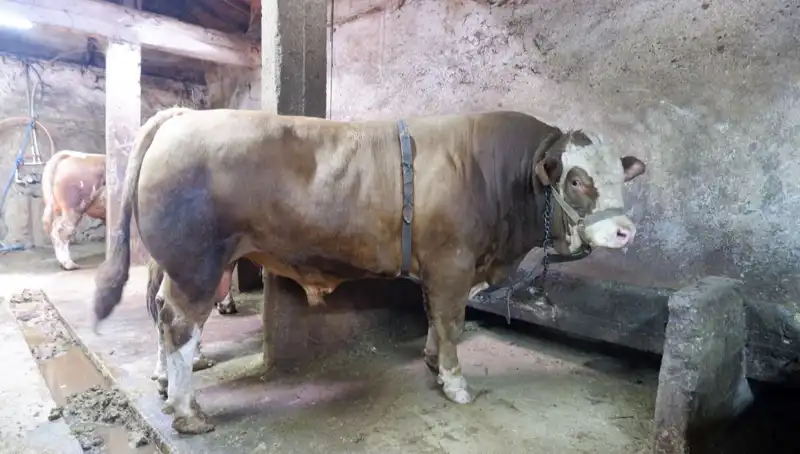 1 Ton 200 Kilo Eşsiz Ürün, Alıcısını Şaşırtan Fiyatla Satıldı!