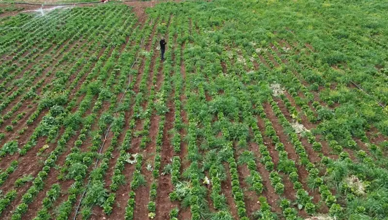 Kuraklık Marul Hasadını Tehdit Ediyor: Üreticiler Endişeli