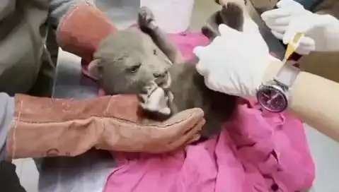 Karabük'te Yavru Bozayı Bulundu: Doğanın Korunması İçin Fırsat!