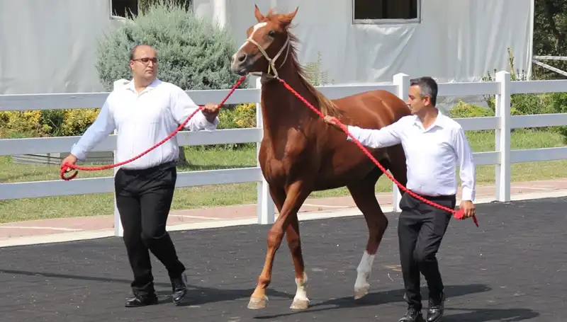 Taşkın Kral Rekorlarıyla Gündemi Sarsıyor: Kimdir Bu Gizemli İsim?