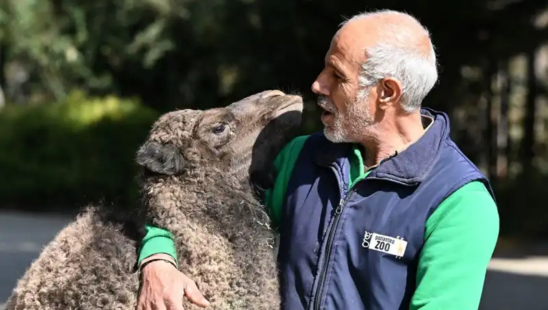 Boncuk: Eşsiz Bir Anne Hassasiyetiyle Beslenen Minik Canlı