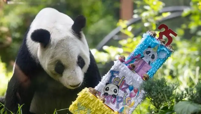 Dev Panda Xin Xin, Doğum Günü Kutlamasıyla Göz Doldurdu