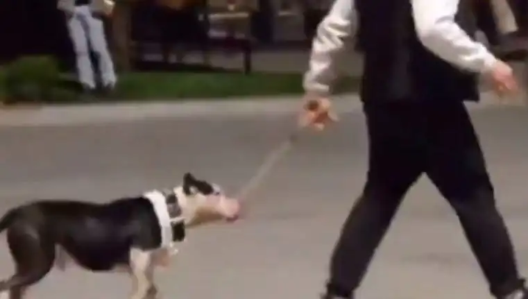 Ağızlıksız Pitbull Olayı: Sahibi Suçlu Bulundu ve Cezalandırıldı