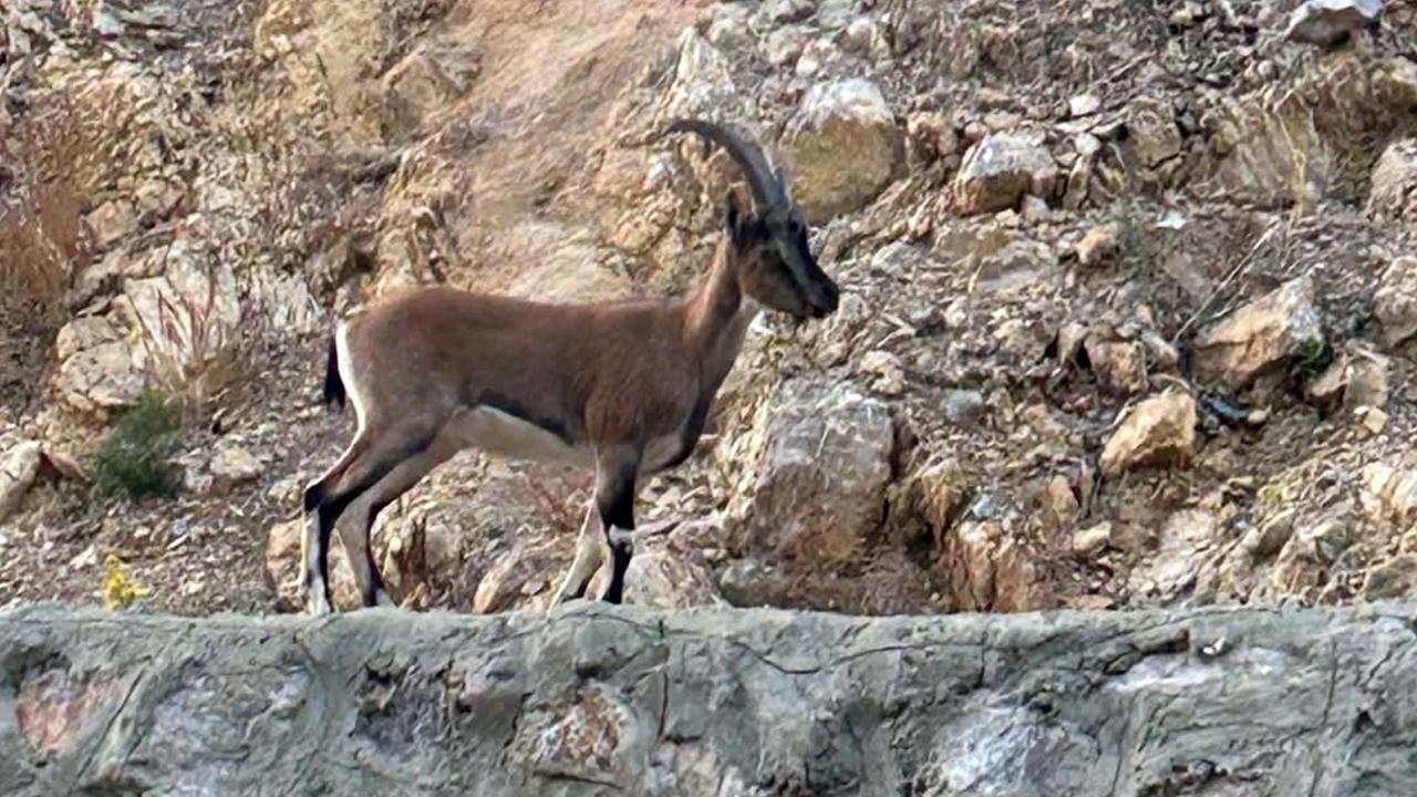 Yaban keçisini avlayana rekor ceza!